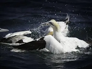 Morus: A Northern Gannet (Morus bassanus) emerges with