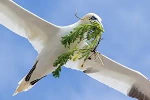 Sulidae: Northern gannet (Morus bassanus) in flight with