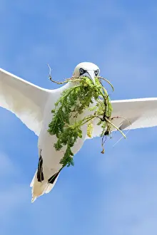 Sulidae: Northern gannet (Morus bassanus) in flight with