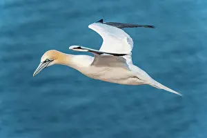Bassanus: Northern gannet (Morus bassanus) in flight over