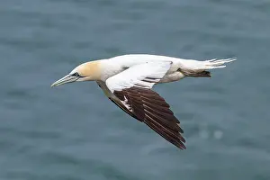 Morus: Northern Gannet (Morus bassanus) - in flight over