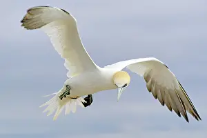 Sulid: Northern gannet (Morus bassanus) in flight, Helgoland