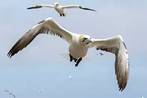 Sulidae: Northern gannet (Morus bassanus) in flight, Saltee