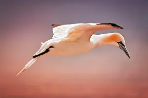 Morus: Northern gannet (Morus bassanus) in flight, sunset