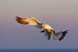 Gannet: Northern Gannet (Morus bassanus) flying
