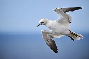 Sport: Northern gannet (Morus bassanus) flying over the sea
