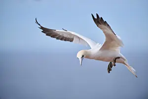 Sport: Northern gannet (Morus bassanus) flying over the sea