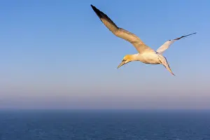 Morus: Northern Gannet (Morus bassanus) flying above t