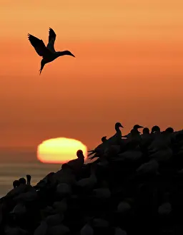 Sulid: Northern gannet (Morus bassanus), gannet flying