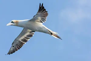 Morus: Northern Gannet (Morus bassanus), Noss national