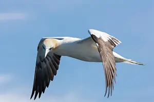 Morus: Northern Gannet (Morus bassanus), Noss national