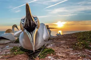 Morus: Northern gannet (Morus bassanus) with open beak