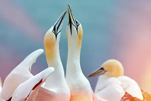 Reflex: Northern gannet (Morus bassanus), pair courtships