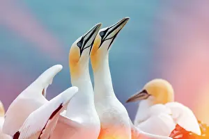 Reflex: Northern gannet (Morus bassanus), pair courtships