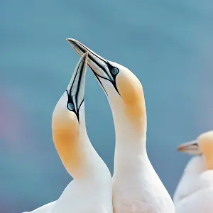 Sulid: Northern gannet (Morus bassanus), pair courtships