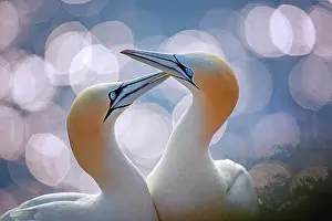 Sulid: Northern gannet (Morus bassanus) pair in sunset