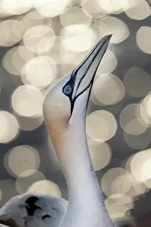 Morus: Northern gannet (Morus bassanus), portrait in front