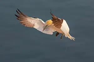 Morus: Northern gannet (Morus bassanus) Seabird, approaching