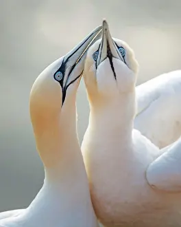 Morus: Northern gannet (Morus bassanus) Seabird, pair in