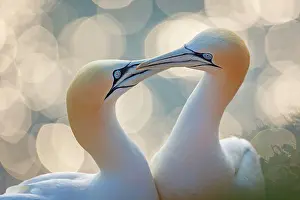 Morus: Northern gannet (Morus bassanus) Seabird, pair in