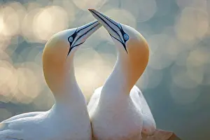 Morus: Northern gannet (Morus bassanus) Seabird, pair in
