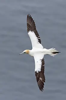 Morus: Northern Gannet (Morus bassanus) sub-adult, fourth