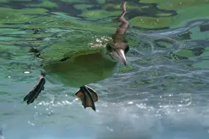 Sulid: Northern gannet (Morus bassanus), underwater shot
