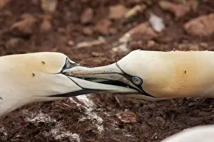 Disputing: Northern Gannet neighbouring adults fighting