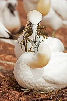 Bassana: Northern Gannet with nesting material