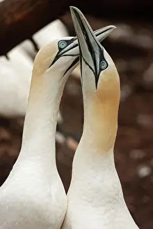 Rituals: Northern Gannet pair in courtship display