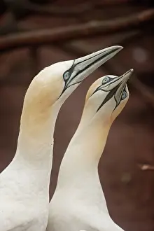 Rituals: Northern Gannet pair in courtship display