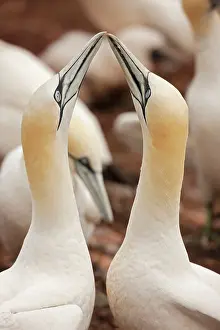 Rituals: Northern Gannet pair in courtship display