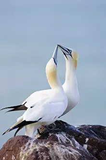 Bills: Northern Gannet - Pair crossing bills as a greeting