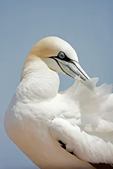 Bassana: Northern Gannet preening