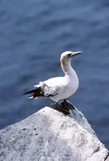 Gannets: Northern GANNET - standing on rock