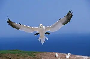 Sulid: NORTHERN GANNET (sula bassana), ADULT IN FLIGHT