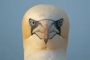 Gannet: Northern gannet (Sula bassana), animal portrait