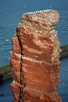 Gannet: Northern gannet (Sula bassana) breeding colony on