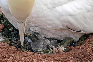 200819: Northern gannet (Sula bassana), chicks in nest under