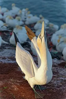 Sulid: Northern Gannet (Sula bassana) during courtship