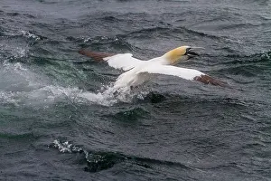 Bass: Northern Gannet (Sula bassana) in flight, Bass Rock