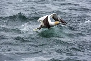 Bass: Northern Gannet (Sula bassana) in flight, Bass Rock