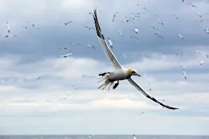 Bass: Northern Gannet (Sula bassana) in flight, Bass Rock