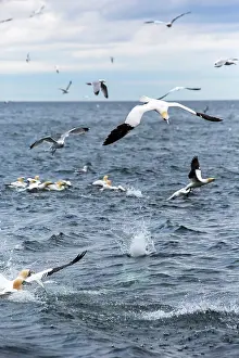 Bass: Northern Gannet (Sula bassana) in flight, Bass Rock
