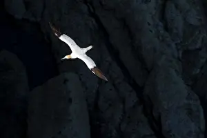 Bempton: Northern Gannet (Sula bassana) in flight, Bempton