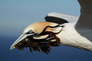 200819: Northern gannet (Sula bassana) flying with nesting
