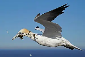200819: Northern gannet (Sula bassana) flying with nesting