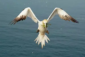 Gannet: Northern gannet (Sula bassana), flying with nesting
