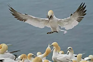 Gannet: Northern gannet (Sula bassana), flying with nesting