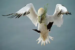 Gannet: Northern gannet (Sula bassana) flying with nesting